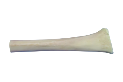 Segmento_de_Femur_1 (1)